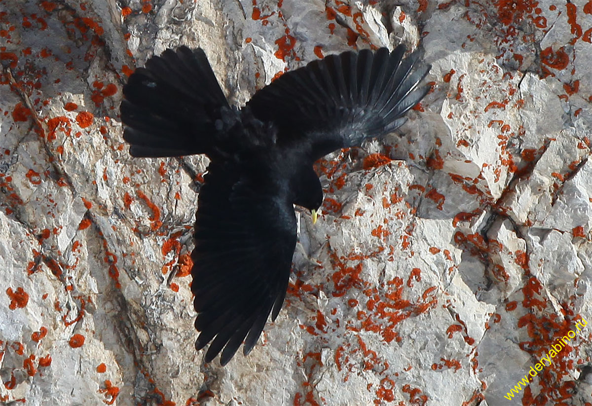   Pyrrhocorax graculus