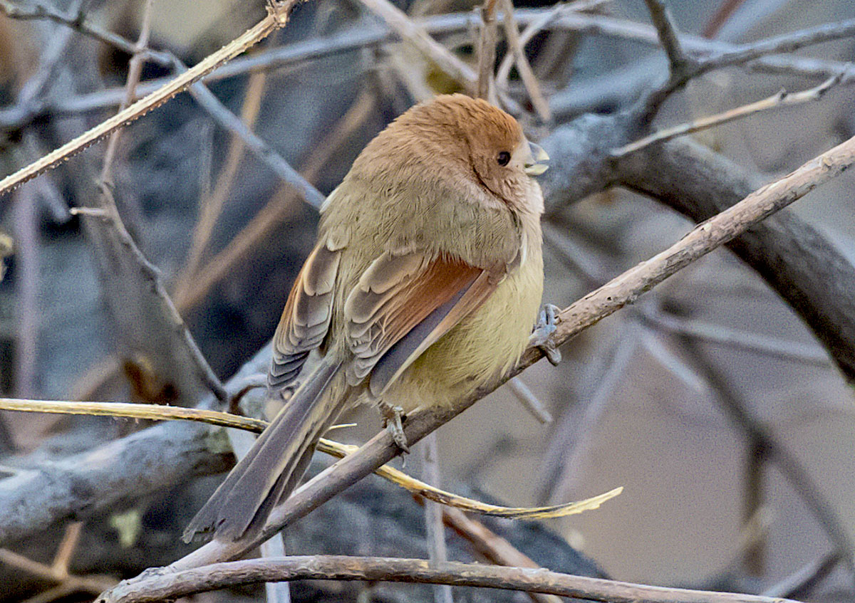   Suthora webbiana Vinous-throated parrotbill