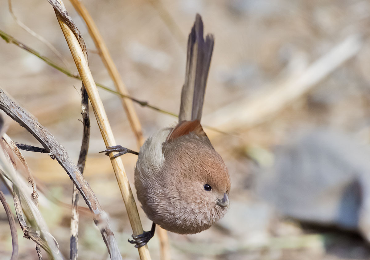   Suthora webbiana Vinous-throated parrotbill