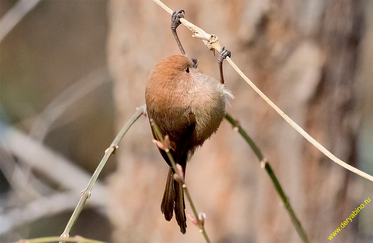   Suthora webbiana Vinous-throated parrotbill