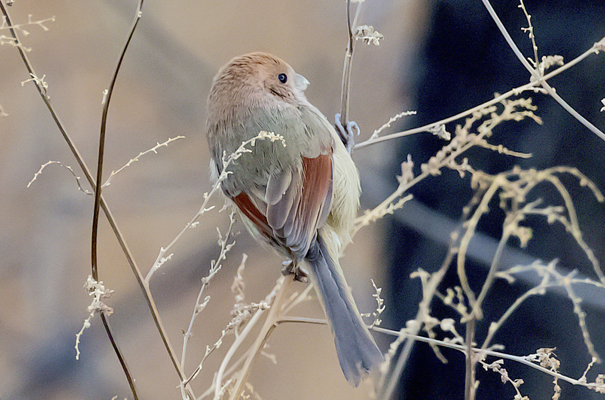   Suthora webbiana Vinous-throated parrotbill